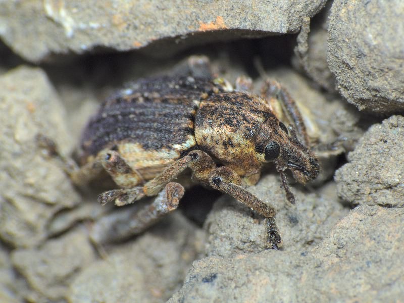 Brachypera zoilus (Scopoli, 1763)